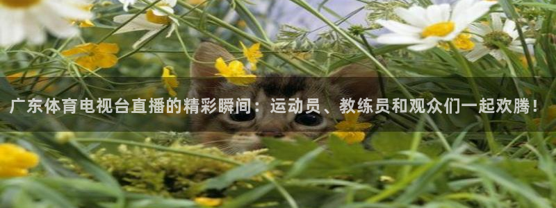 广东体育电视台直播的精彩瞬间：运动员、教练员和观众们一起欢腾！