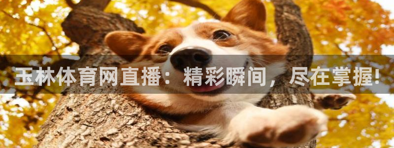 玉林体育网直播：精彩瞬间，尽在掌握!