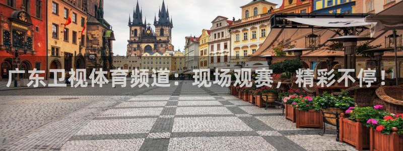 广东卫视体育频道：现场观赛，精彩不停！