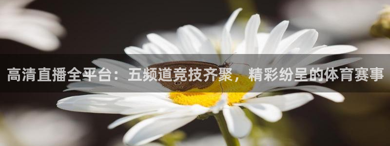 高清直播全平台：五频道竞技齐聚，精彩纷呈的体育赛事