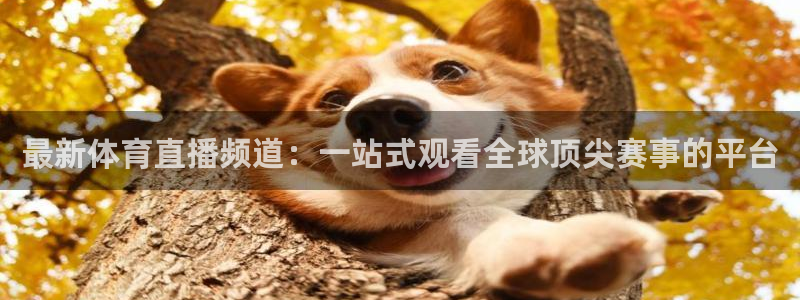 最新体育直播频道：一站式观看全球顶尖赛事的平台